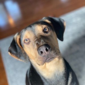 Meet your Posher, Bernie